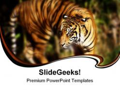 Siberian tiger animals powerpoint templates and powerpoint backgrounds 0211