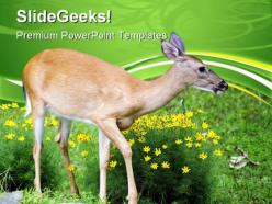 Spring deer animals powerpoint templates and powerpoint backgrounds 0611