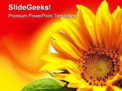 Sunflower beauty powerpoint backgrounds and templates 1210