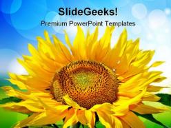 Sunflower beauty powerpoint templates and powerpoint backgrounds 0211