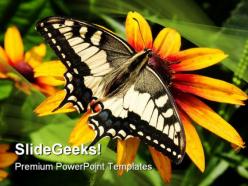 Swallowtail butterfly animals powerpoint templates and powerpoint backgrounds 0111