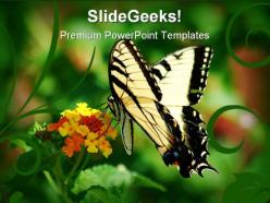 Swallowtail butterfly animals powerpoint templates and powerpoint backgrounds 0211