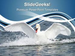 Swan animals powerpoint templates and powerpoint backgrounds 0611