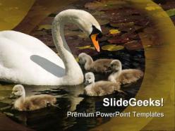 Swan stroll animals powerpoint templates and powerpoint backgrounds 0511
