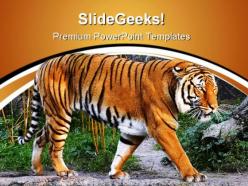 Tiger animals powerpoint templates and powerpoint backgrounds 0611