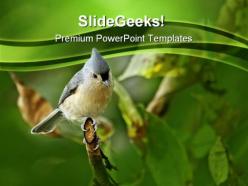 Tufted titmouse baeolophus animals powerpoint templates and powerpoint backgrounds 0211