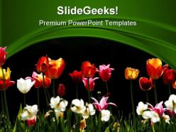 Tulips beauty powerpoint templates and powerpoint backgrounds 0311