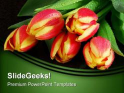 Tulips nature powerpoint templates and powerpoint backgrounds 0211