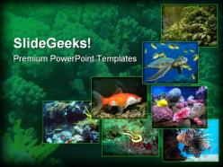 Underwater animals nature powerpoint templates and powerpoint backgrounds 0211