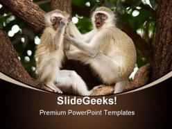 Vervet monkeys animals powerpoint templates and powerpoint backgrounds 0211