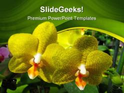 Yellow orchids beauty powerpoint templates and powerpoint backgrounds 0211