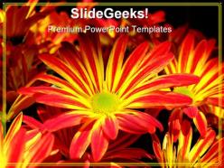 Yellow red daisy flower beauty powerpoint templates and powerpoint backgrounds 0311