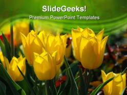 Yellow tulips beauty powerpoint templates and powerpoint backgrounds 0311