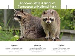 Raccoon state animal of tennessee at national park