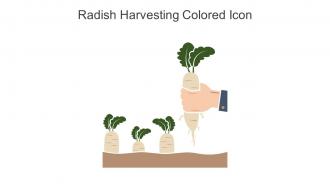 Radish Harvesting Colored Icon In Powerpoint Pptx Png And Editable Eps Format