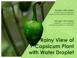 Rainy view of capsicum plant with water droplet