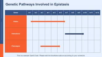 Recessive Epistasis In Genetics PPT Guidelines ACP Template Professional