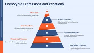 Recessive Epistasis In Genetics PPT Guidelines ACP Slides Professional