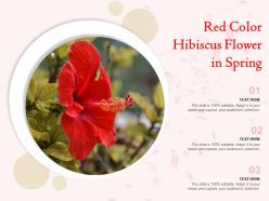 Red color hibiscus flower in spring