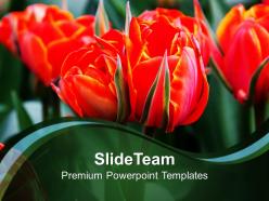 Red tulips flowers beauty powerpoint templates ppt themes and graphics 0213