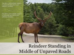 Reindeer standing in middle of unpaved roads