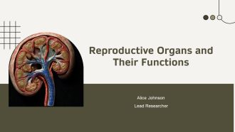 Reproductive Organs And Their Functions PPT Designs AT