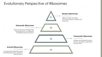 Ribosome Function PPT Graphics ACP Researched Designed