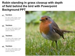 Robin standing in grass closeup with depth of field behind the bird with ppt