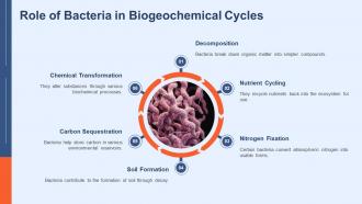 Role Of Bacteria In Biogeochemical Cycles Archaebacteria And Eubacteria PPT Template ACP