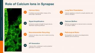 Role Of Calcium Ions In Synapse PPT Designs ACP
