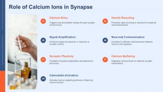 Role Of Calcium Ions In Synapse PPT Mockup ACP