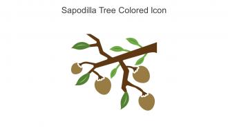 Sapodilla Tree Colored Icon In Powerpoint Pptx Png And Editable Eps Format