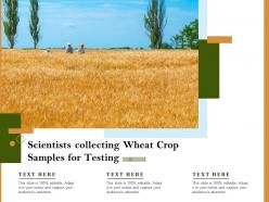 Scientists collecting wheat crop samples for testing