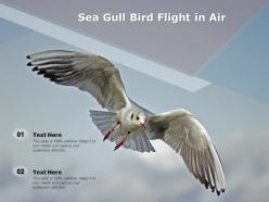 Sea gull bird flight in air
