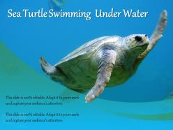 Sea turtle swimming under water