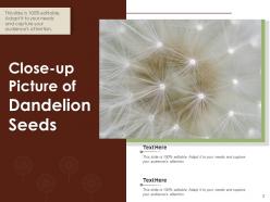 Seed Measurement Dandelion Depicting Assorted Germinating