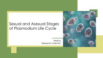Sexual And Asexual Stages Of Plasmodium Life Cycle PPT Presentation AT