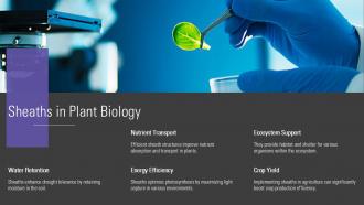 Sheaths In Plant Biology PPT Template ACP