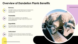 Sheep Nutrition From Dandelion Plants PPT Designs AT Unique Idea