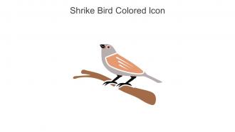 Shrike Bird Colored Icon In Powerpoint Pptx Png And Editable Eps Format
