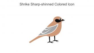 Shrike Sharp Shinned Colored Icon In Powerpoint Pptx Png And Editable Eps Format