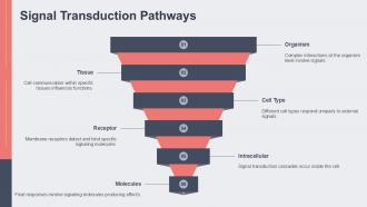 Signal Transduction Pathways Molecular Anatomy PPT Slides ACP