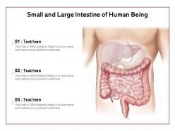 Small and large intestine of human being