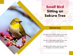 Small bird sitting on sakura tree