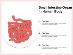 Small intestine organ in human body