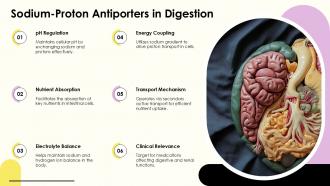 Sodium Proton Antiporters In Digestion Secondary Active Transport PPT Presentation ACP