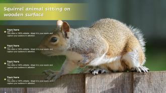 Squirrel Animal Sitting On Wooden Surface