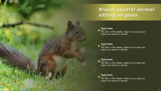 Squirrel Images Powerpoint Ppt Template Bundles