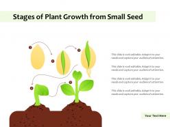 Stages of plant growth from small seed