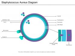 Staphylococcus aureus diagram